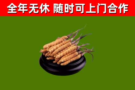 东平县回收冬虫夏草